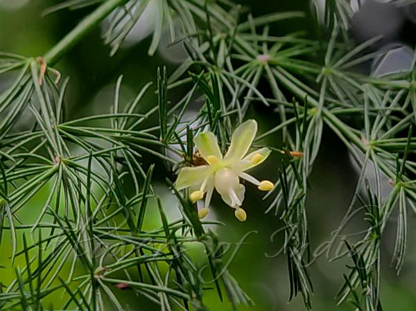 Lacy Asparagus Fern